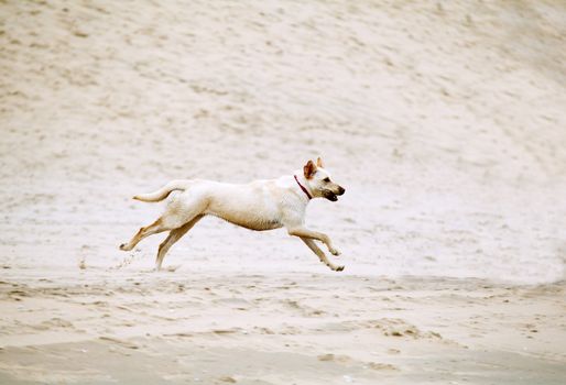 labrador retriver dog running with steak on sandy beach