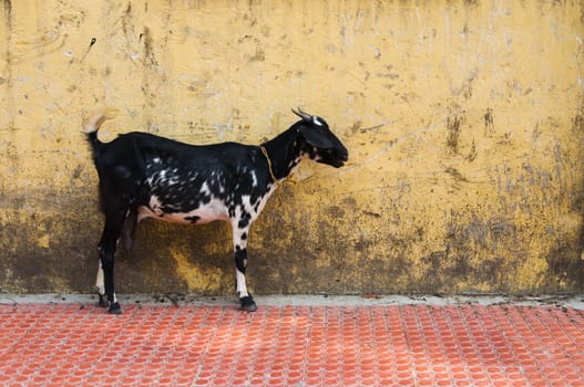 Young goat over dirty old yellow wall in Cochin, India