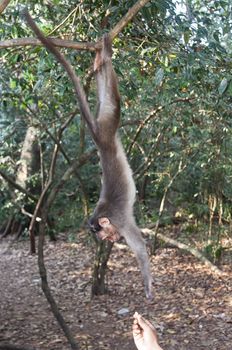 Rhesus Macaque - Macaca mulatta in Keala, India