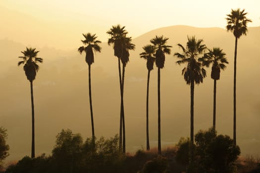 a group of palms on a hill with sunset light