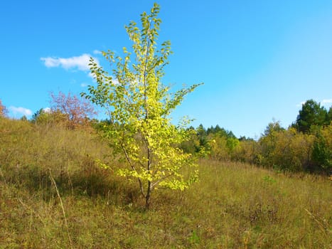 Landscape with single birch