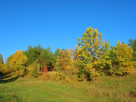 Autumn landscape, in forest. Blue sky without clouds