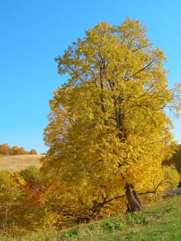 Autumn landscape with tree