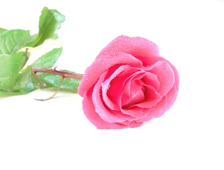 Wet pink rose over white