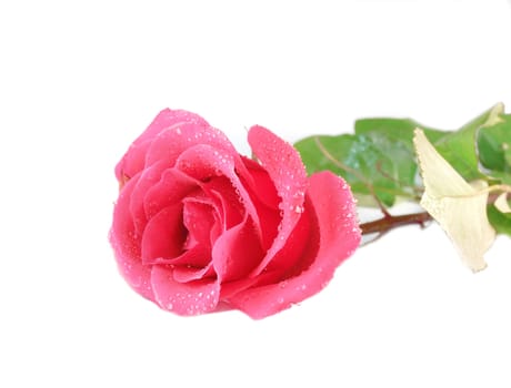 Wet pink rose over white