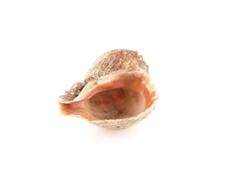 Sea shell over white