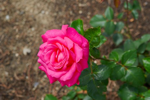 Beautiful pink rose sunny afternoon in the garden