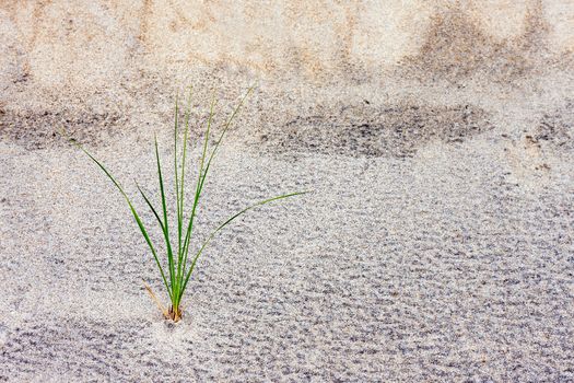 A single stalk of grass growing in a sand dune.