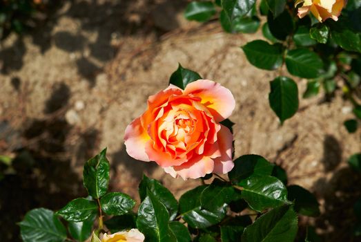 Beautiful pink rose sunny afternoon in the garden