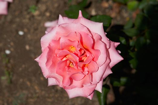 Beautiful pink rose sunny afternoon in the garden