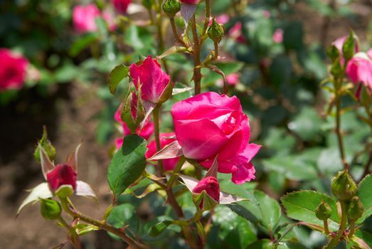 Beautiful pink rose sunny afternoon in the garden