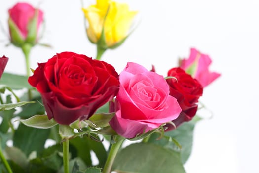 Bunch of Roses isolated on white background