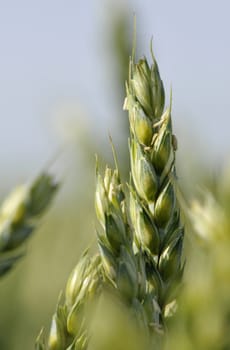 Close-up on Green Corn