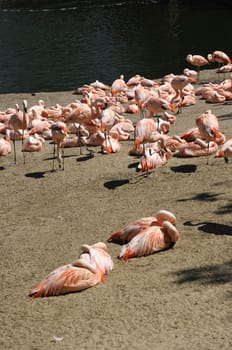 Pink Flamingos on sand