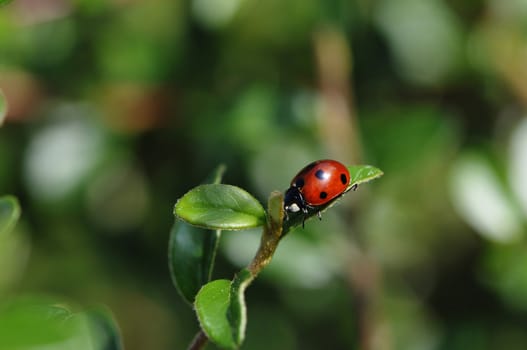 Red Ladybird on a Leaf