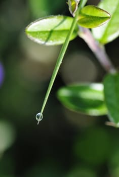 Water Drop on a Grass