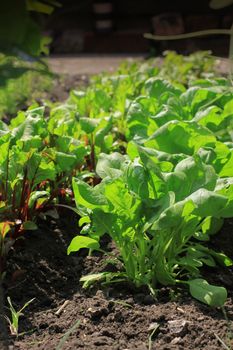 Organically growing beetroot and spinach vegetables in a small city garden vegetable plot.