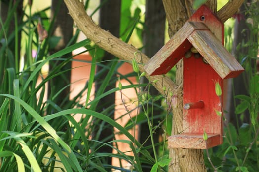 A small red painted wooden constructed bird house, set amongst a bud-lia tree and garden foliage in a small city garden, Snails take refuge in the eves of the bird house. Set on a landscape format.