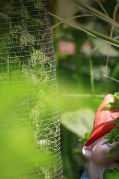 A small garden gnome with a red hat, hidden amongst growing vegitation in a small city garden vegetable patch. Set on a portrait format.