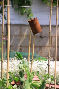 A rusty can set on top of some bamboo poles, used as a bird scarer amongst organically growing broad beans. Set in a small city garden vegetable plot.