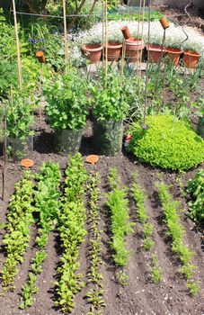 A small city vegetable garden/plot with a variety of organically growing seasonable vegetables. Beetroot,carrots,spinach,radish,peas,runner beans,broad beans,onions and parsnip.