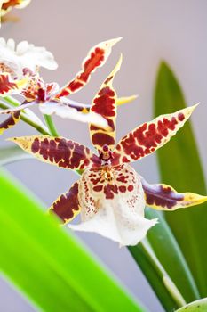 Bakerara Flying High Hawaii orchid