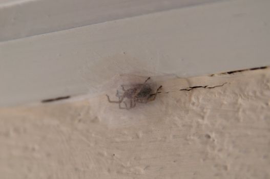 spider with egg cocoon at wooden beam over concrete wall