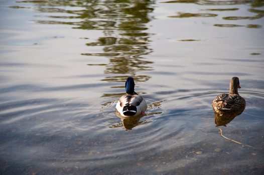 Ducks floating in a pond