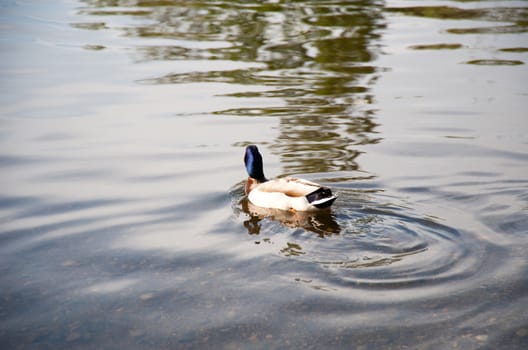 Duck floating in a pond