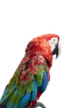 colorful parrot over white background
