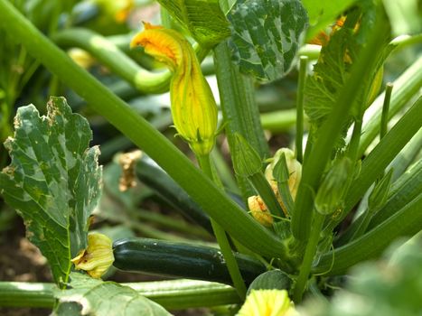 yellow male and female flowers of organic zucchini healthy gardening and healthy lifestyle