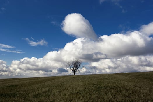 deserted landscape with a lone tree