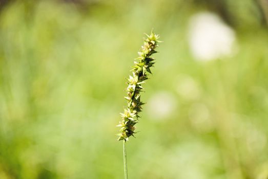 One green plant on a soft green background.