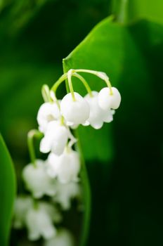 Sweet lily of the Valley spring