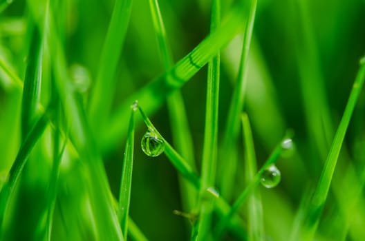 Green grass with dew drops close up