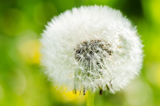 Dandelion on background green grass close up