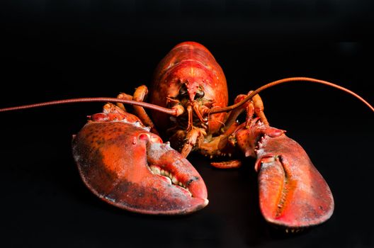 Lobster on black background