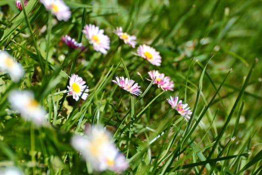 beautiful pink daisies in the park in spring