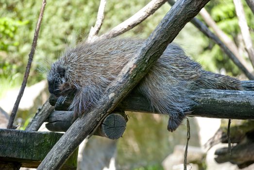 New world porcupine sleeping on the tree