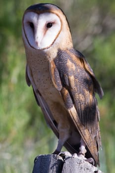 A Portrait of a Barn Owl sitting on a stump