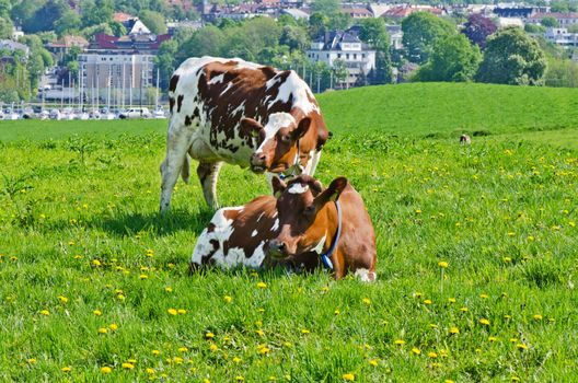 Two white and brown cows on a meadow with city on background