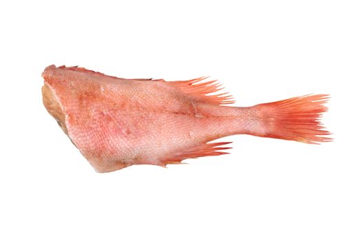 one grouper  isolated on a white background
