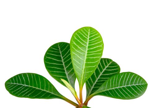 green leaves isolated on white a background