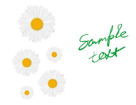 Isolated realistic daisy (chamomile) flower on a white background. Vector illustration