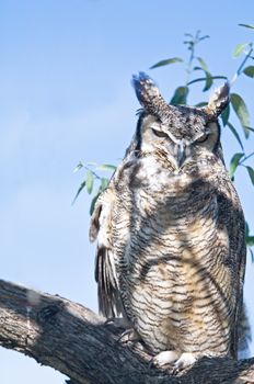 A Portrait of a great horned owl sitting in a tree