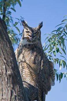 A Portrait of a great horned owl sitting in a tree