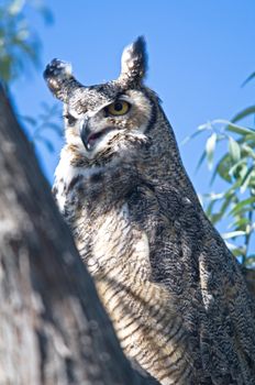 A Portrait of a great horned owl sitting in a tree