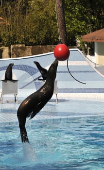 Sea Lion Jumping to Touch a Red Ball Above a Pool