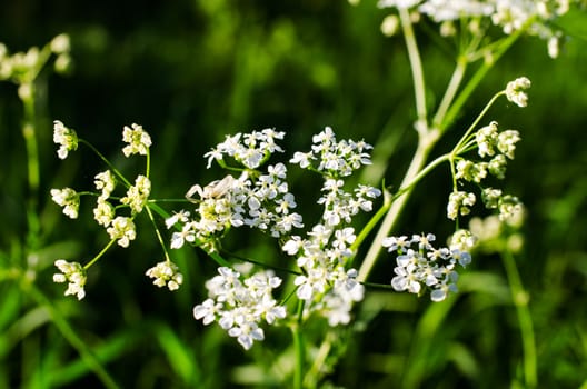 Small beautiful white flowers on meadow close up