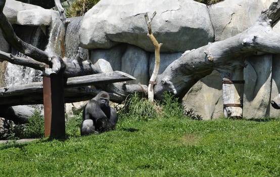 Gray Gorilla in a Zoo Enclosure with Grass and Rocks